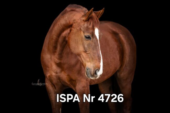 Lusitano Mix Showpferd, ISPA - Iberische Sportpferde Agentur (ISPA - Iberische Sportpferde Agentur), Horses For Sale, Bedburg, Image 3