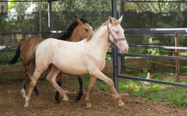 Lusitano Napoleon Perlino Buckskin groß, Post-Your-Horse.com (Caballoria S.L.), Horses For Sale, Rafelguaraf