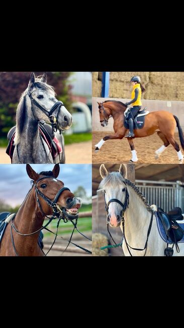 Lusitano PRE Freizeitpferd Dressurpferd, Carolin Nesarajah, Horses For Sale, Bexbach