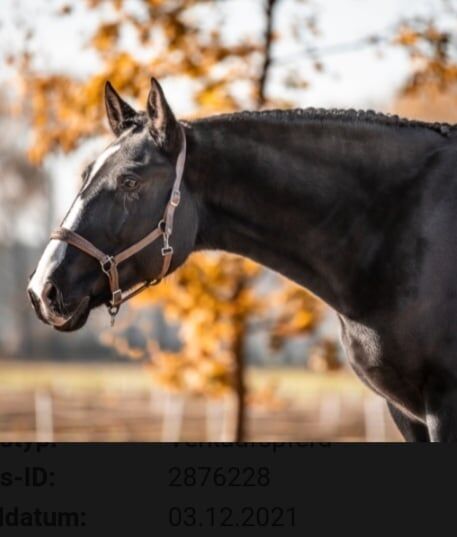 Lusitano Rappwallach für Working equitation, ISPA - Iberische Sportpferde Agentur (ISPA - Iberische Sportpferde Agentur), Pferd kaufen, Bedburg
