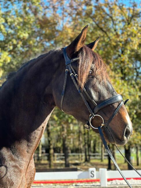 Lusitano direkt vom Züchter, ISPA - Iberische Sportpferde Agentur (ISPA - Iberische Sportpferde Agentur), Horses For Sale, Bedburg, Image 2