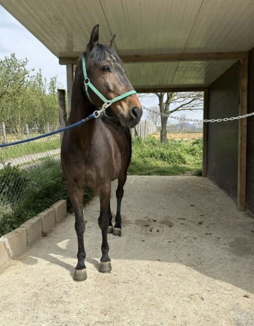 Lusitano-Wallach 13 Jahre Stockmass 154cm, Brigitte Fanetti, Horses For Sale, Oftringen, Image 3