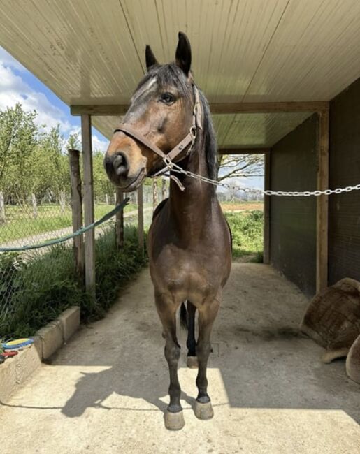 Lusitano-Wallach 13 Jahre Stockmass 154cm, Brigitte Fanetti, Horses For Sale, Oftringen, Image 6