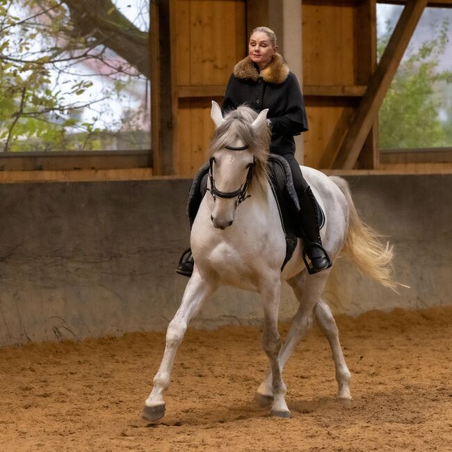 Lusitano Wallach 6J 168cm, sehr gut geritten, geländesicher, Angelina, Horses For Sale, Friedberg