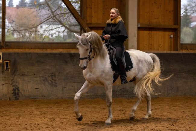 Lusitano Wallach 6J 168cm, sehr gut geritten, geländesicher, Angelina, Horses For Sale, Friedberg, Image 7