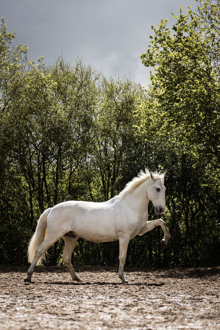 Lusitanowallach sucht wertschätzendes Zuhause, Susan Ruddigkeit, Horses For Sale, Remscheid, Image 5