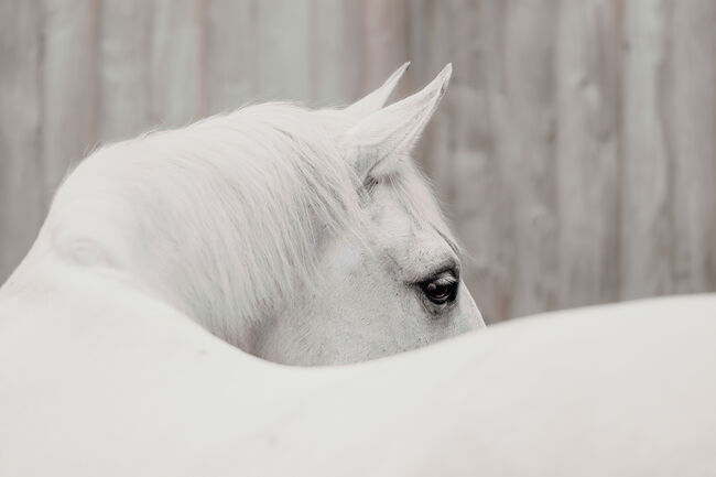 Lusitanowallach sucht wertschätzendes Zuhause, Susan Ruddigkeit, Horses For Sale, Remscheid, Image 3