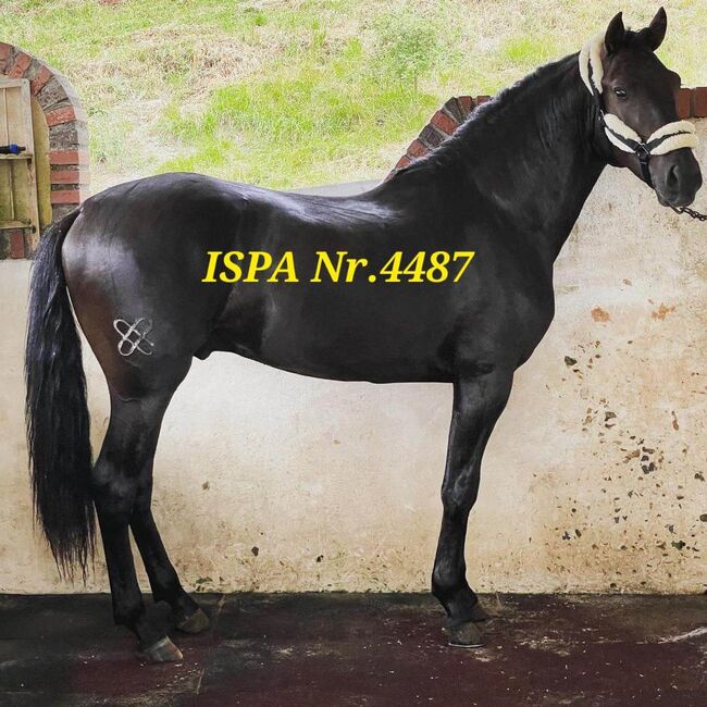 Lusitano in schwarzer Jacke, ISPA - Iberische Sportpferde Agentur (ISPA - Iberische Sportpferde Agentur), Pferd kaufen, Bedburg, Abbildung 4