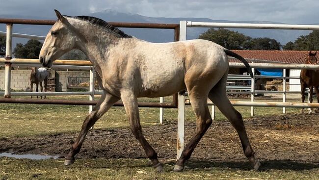 Lusitano Snickers Falbe Barock mit 154cm mit 9 Monaten, Post-Your-Horse.com (Caballoria S.L.), Konie na sprzedaż, Rafelguaraf