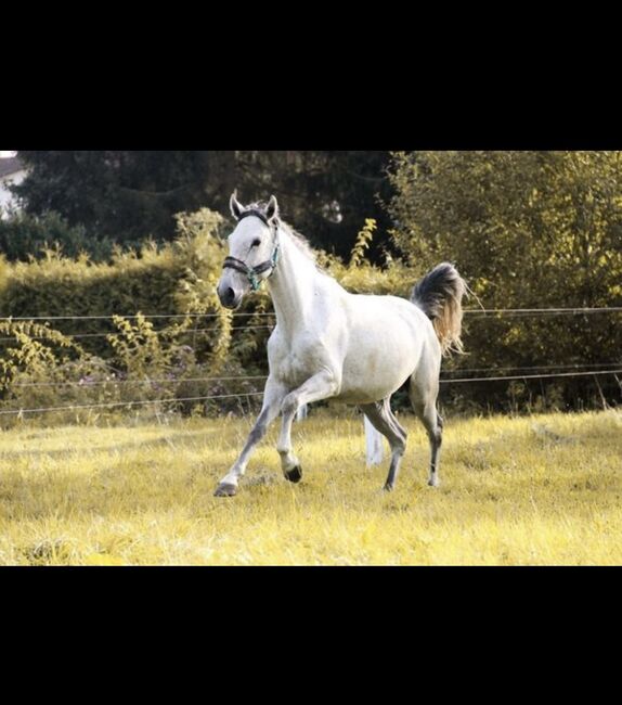 Lusitano Stute, Shirin Sahin, Pferd kaufen, Altenstadt , Abbildung 4