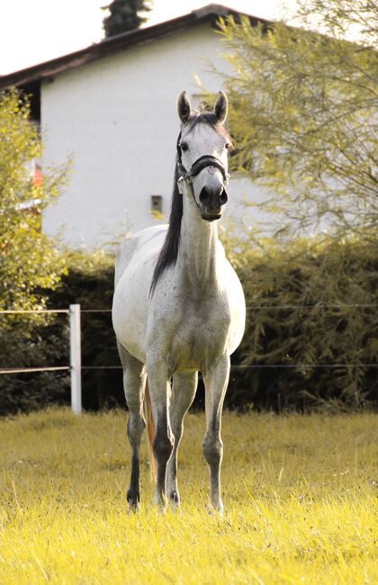 Lusitano Stute, Shirin Sahin, Pferd kaufen, Altenstadt , Abbildung 7