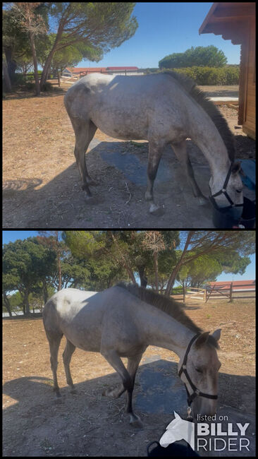 Égua puro sangue lusitana com livro azul Priscila do Carrefe, Mateus Ferreira , Horses For Sale, Lisboa, Image 3