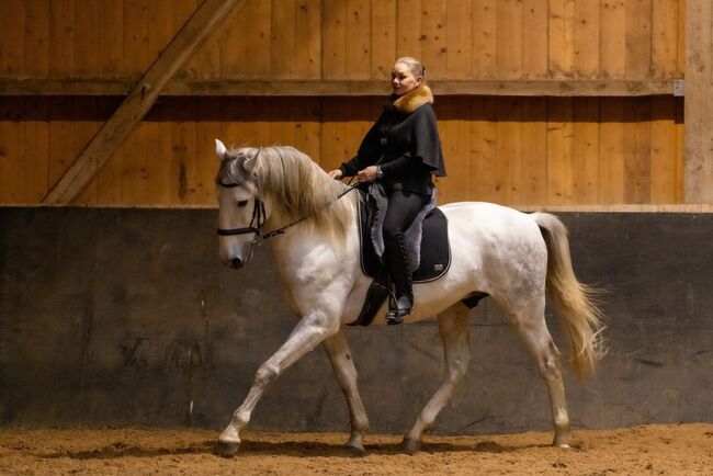 Lusitano Wallach 6J 168cm, sehr gut geritten, geländesicher, Angelina, Horses For Sale, Friedberg, Image 6