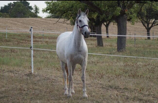 Lusitano Wallach, Shirin Sahin, Horses For Sale, Altenstadt , Image 8