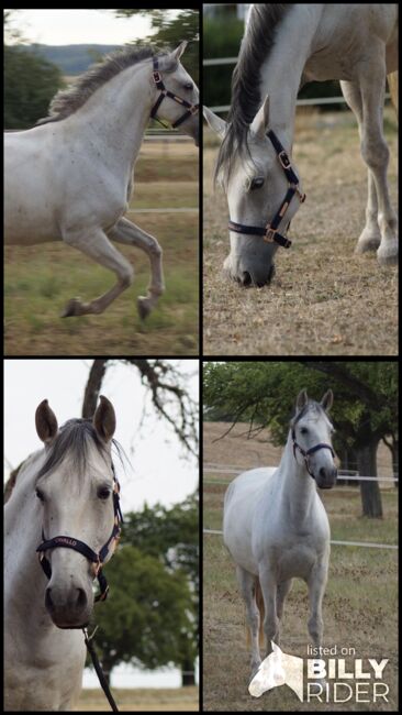 Lusitano Wallach, Shirin Sahin, Horses For Sale, Altenstadt , Image 11