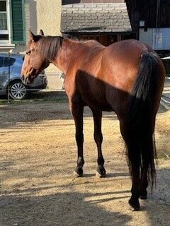 Verkaufe Lusitano-Wallach, Tamara, Horses For Sale, Tecknau, Image 4