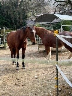 Verkaufe Lusitano-Wallach, Tamara, Horses For Sale, Tecknau, Image 3