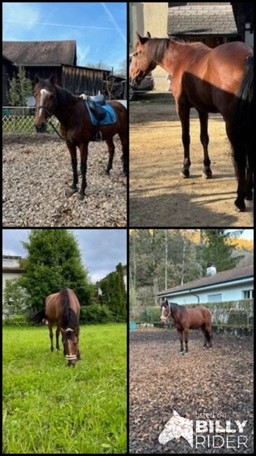 Verkaufe Lusitano-Wallach, Tamara, Horses For Sale, Tecknau, Image 6