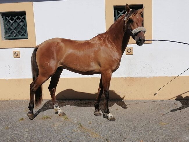 Lusitano vielseitig begabt, ISPA - Iberische Sportpferde Agentur (ISPA - Iberische Sportpferde Agentur), Horses For Sale, Bedburg, Image 4