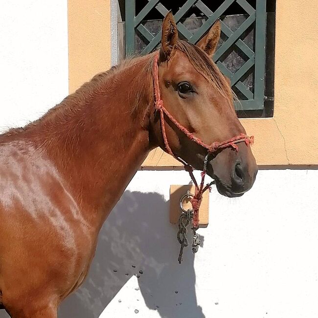 Lusitano vielseitig begabt, ISPA - Iberische Sportpferde Agentur (ISPA - Iberische Sportpferde Agentur), Horses For Sale, Bedburg, Image 3