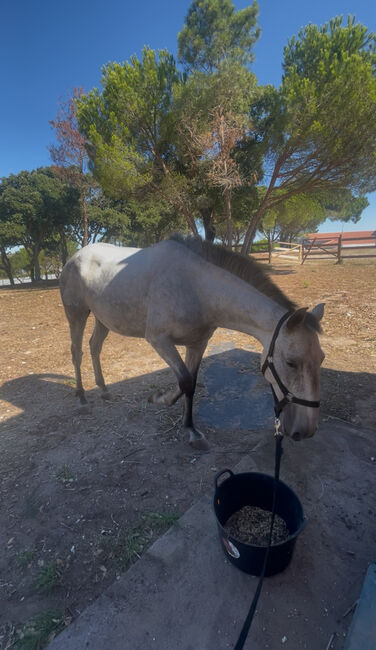 Égua puro sangue lusitana com livro azul Priscila do Carrefe, Mateus Ferreira , Horses For Sale, Lisboa, Image 2