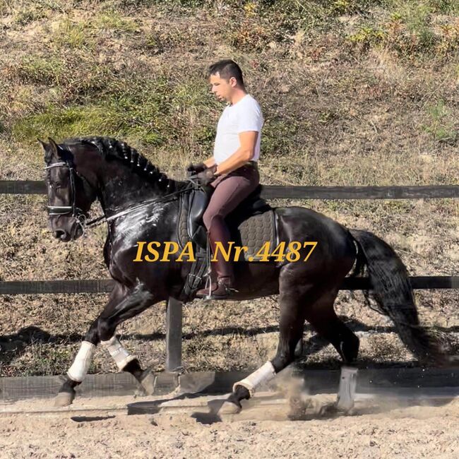 Lusitano in schwarzer Jacke, ISPA - Iberische Sportpferde Agentur (ISPA - Iberische Sportpferde Agentur), Konie na sprzedaż, Bedburg, Image 2