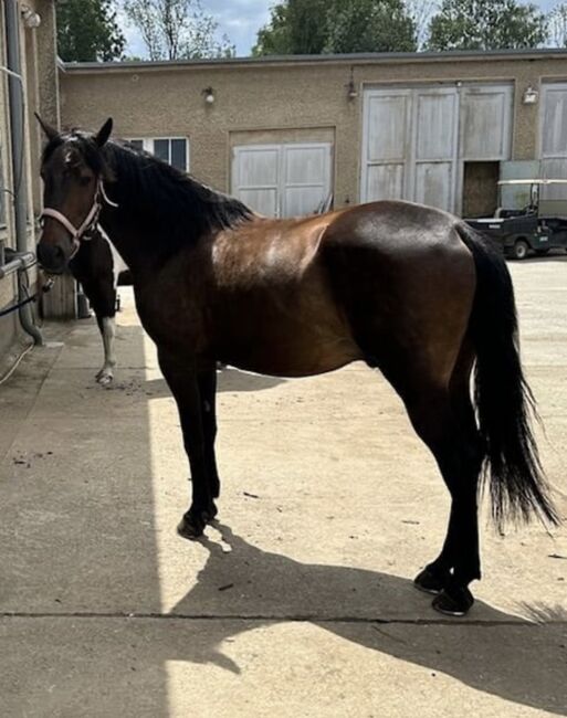 Lusitano-Wallach 13 Jahre Stockmass 154cm, Brigitte Fanetti, Pferd kaufen, Oftringen, Abbildung 4