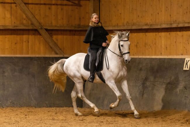 Lusitano Wallach 6J 168cm, sehr gut geritten, geländesicher, Angelina, Pferd kaufen, Friedberg, Abbildung 5