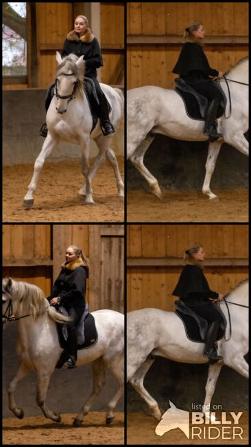 Lusitano Wallach 6J 168cm, sehr gut geritten, geländesicher, Angelina, Pferd kaufen, Friedberg, Abbildung 8