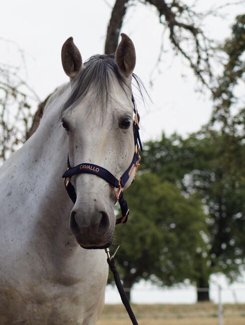 Lusitano Wallach, Shirin Sahin, Pferd kaufen, Altenstadt , Abbildung 9