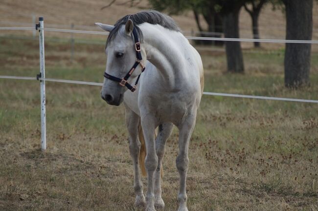 Lusitano Wallach, Shirin Sahin, Pferd kaufen, Altenstadt , Abbildung 7