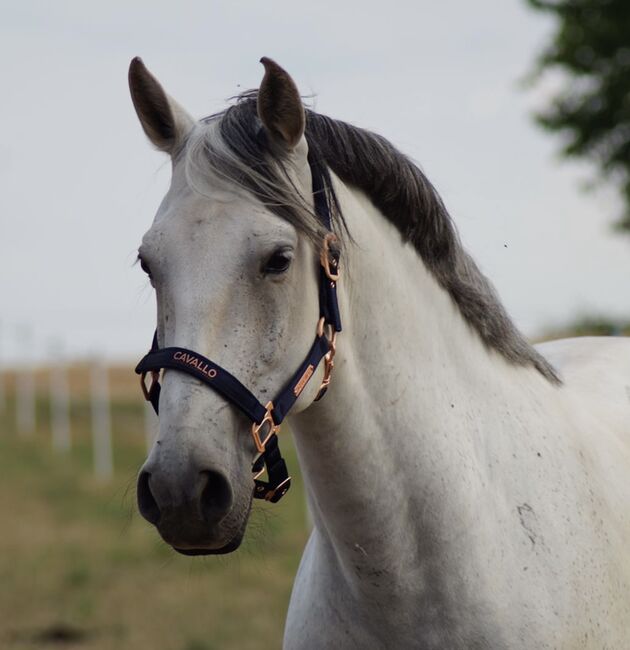 Lusitano Wallach, Shirin Sahin, Pferd kaufen, Altenstadt , Abbildung 5