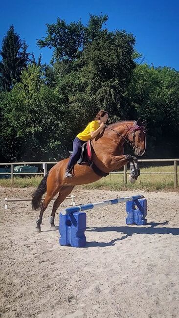 Lusitano Wallach zu verkaufen, Alma, Pferd kaufen, Basel