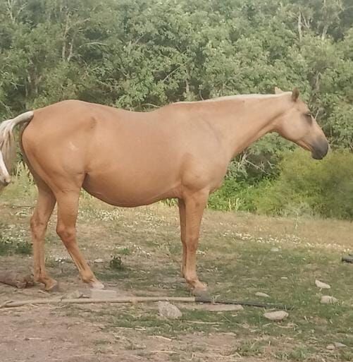 Lusitano x Appaloosa Infante mit Punkten, Post-Your-Horse.com (Caballoria S.L.), Horses For Sale, Rafelguaraf, Image 5