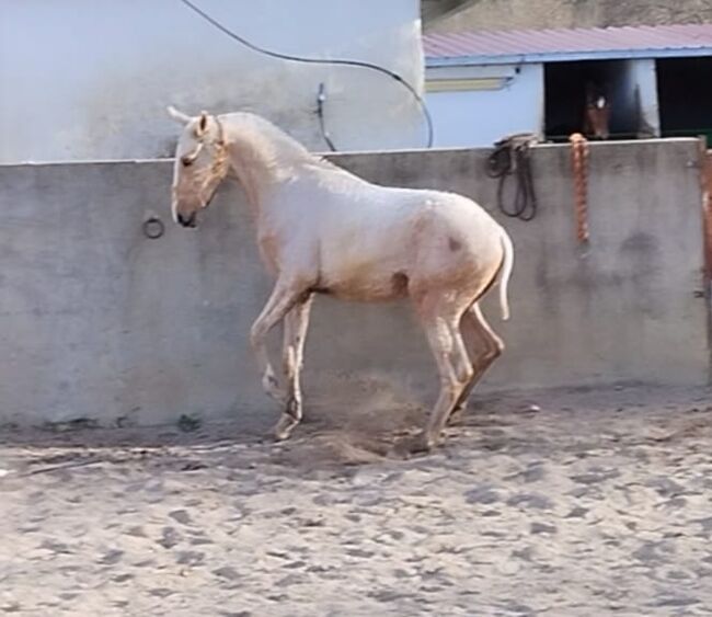 Lusitano x Appaloosa Infante mit Punkten, Post-Your-Horse.com (Caballoria S.L.), Konie na sprzedaż, Rafelguaraf, Image 3