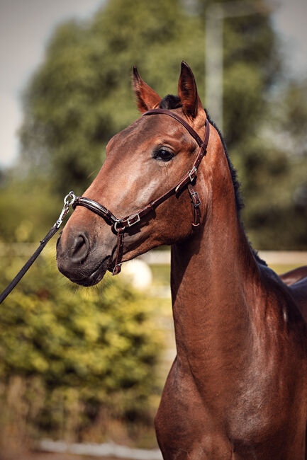 Lusitano Younger mit einem Herzen aus Gold, Eva Gehrke, Pferd kaufen, Bocholt, Abbildung 4