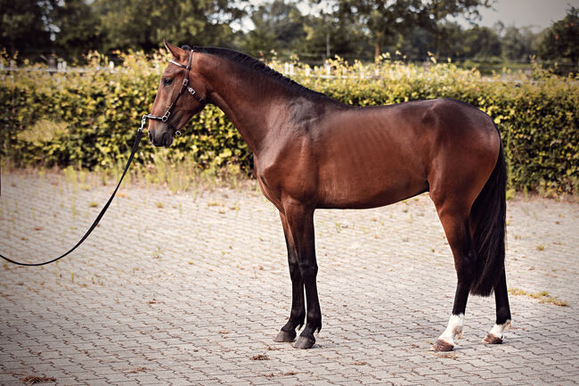 Lusitano Younger mit einem Herzen aus Gold, Eva Gehrke, Pferd kaufen, Bocholt, Abbildung 2