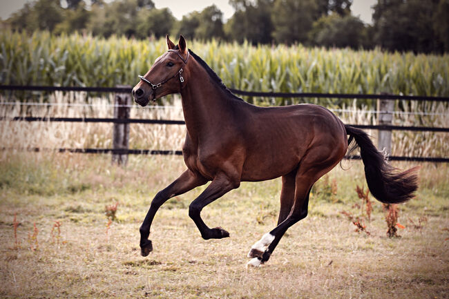 Lusitano Younger mit einem Herzen aus Gold, Eva Gehrke, Pferd kaufen, Bocholt, Abbildung 8