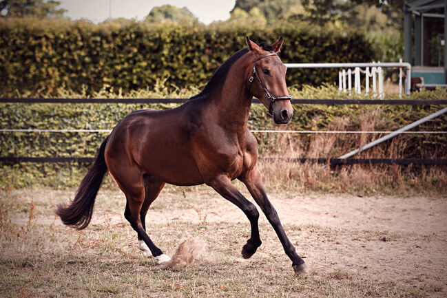 Lusitano Younger mit einem Herzen aus Gold, Eva Gehrke, Pferd kaufen, Bocholt, Abbildung 6