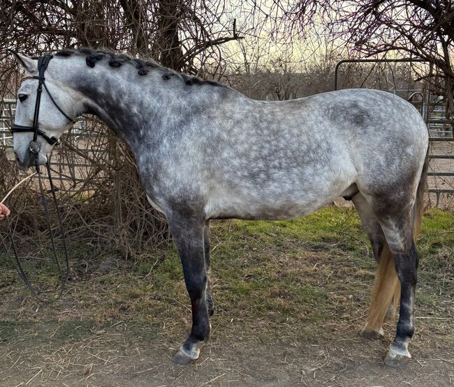 #lusitanolove #perfectallrounder, WOW Pferd  (WOW Pferd), Horses For Sale, Bayern - Attenkirchen, Image 3