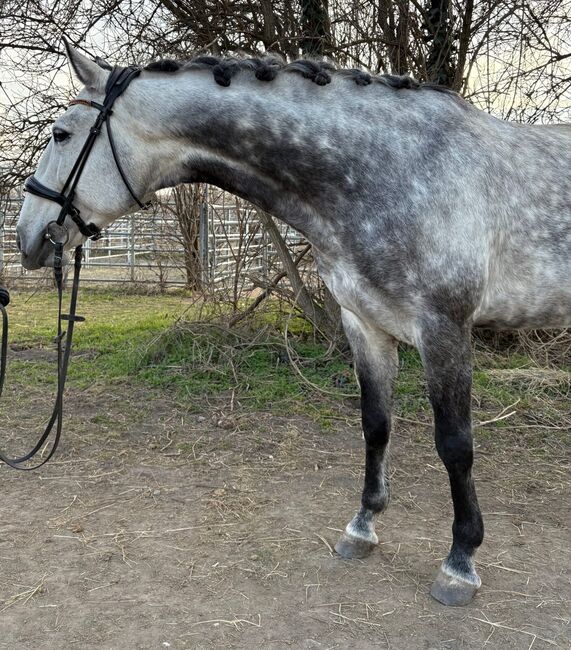 #lusitanolove #perfectallrounder, WOW Pferd  (WOW Pferd), Horses For Sale, Bayern - Attenkirchen, Image 4