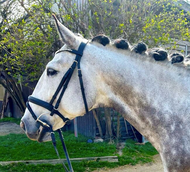 #lusitanolove #perfectallrounder, WOW Pferd  (WOW Pferd), Horses For Sale, Bayern - Attenkirchen, Image 4