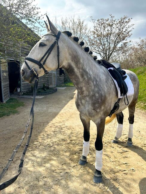 #lusitanolove #perfectallrounder, WOW Pferd  (WOW Pferd), Horses For Sale, Bayern - Attenkirchen, Image 5