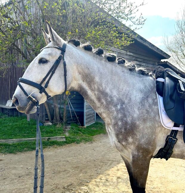 #lusitanolove #perfectallrounder, WOW Pferd  (WOW Pferd), Pferd kaufen, Bayern - Attenkirchen, Abbildung 2