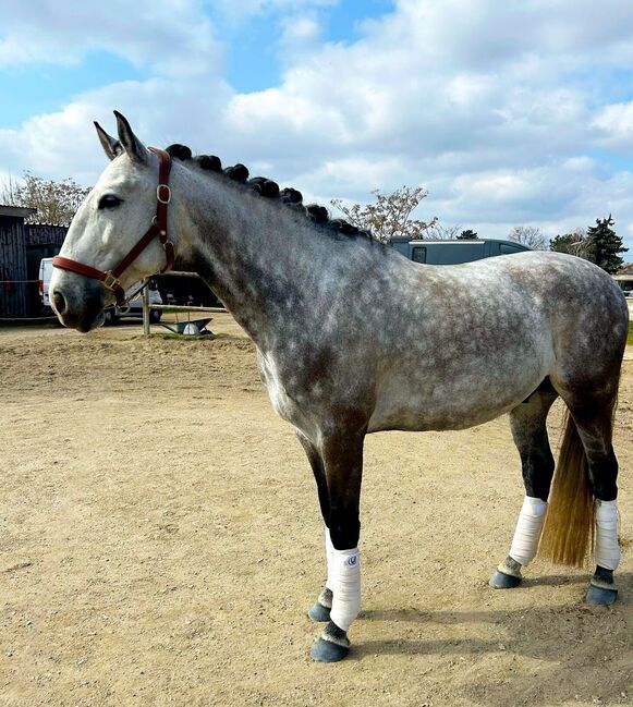 #lusitanolove #perfectallrounder, WOW Pferd  (WOW Pferd), Pferd kaufen, Bayern - Attenkirchen, Abbildung 6