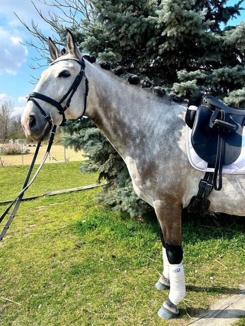 #lusitanolove #perfectallrounder, WOW Pferd  (WOW Pferd), Pferd kaufen, Bayern - Attenkirchen, Abbildung 3