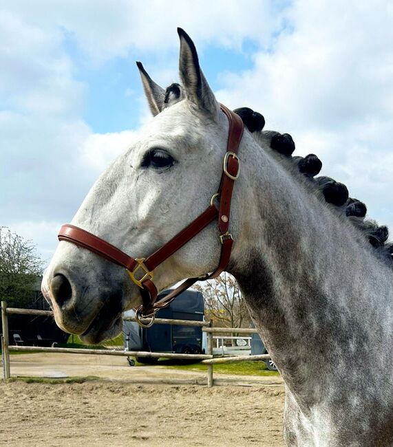 #lusitanolove #perfectallrounder, WOW Pferd  (WOW Pferd), Pferd kaufen, Bayern - Attenkirchen