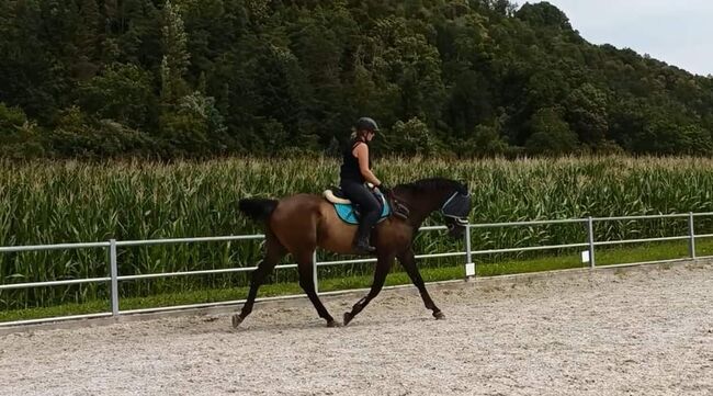 Luvras sucht neuen Lebensplatz, Manuela, Horses For Sale, Schaffhausen , Image 7