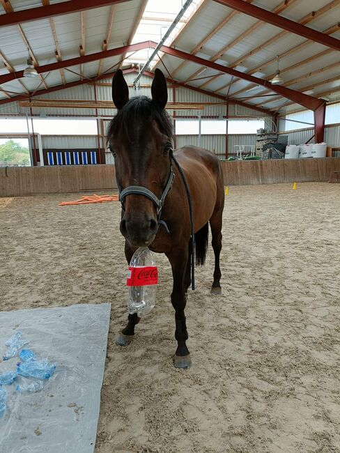 Luvras sucht neuen Lebensplatz, Manuela, Horses For Sale, Schaffhausen , Image 4