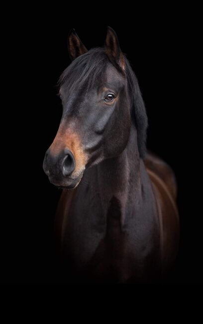 Luvras sucht neuen Lebensplatz, Manuela, Horses For Sale, Schaffhausen 